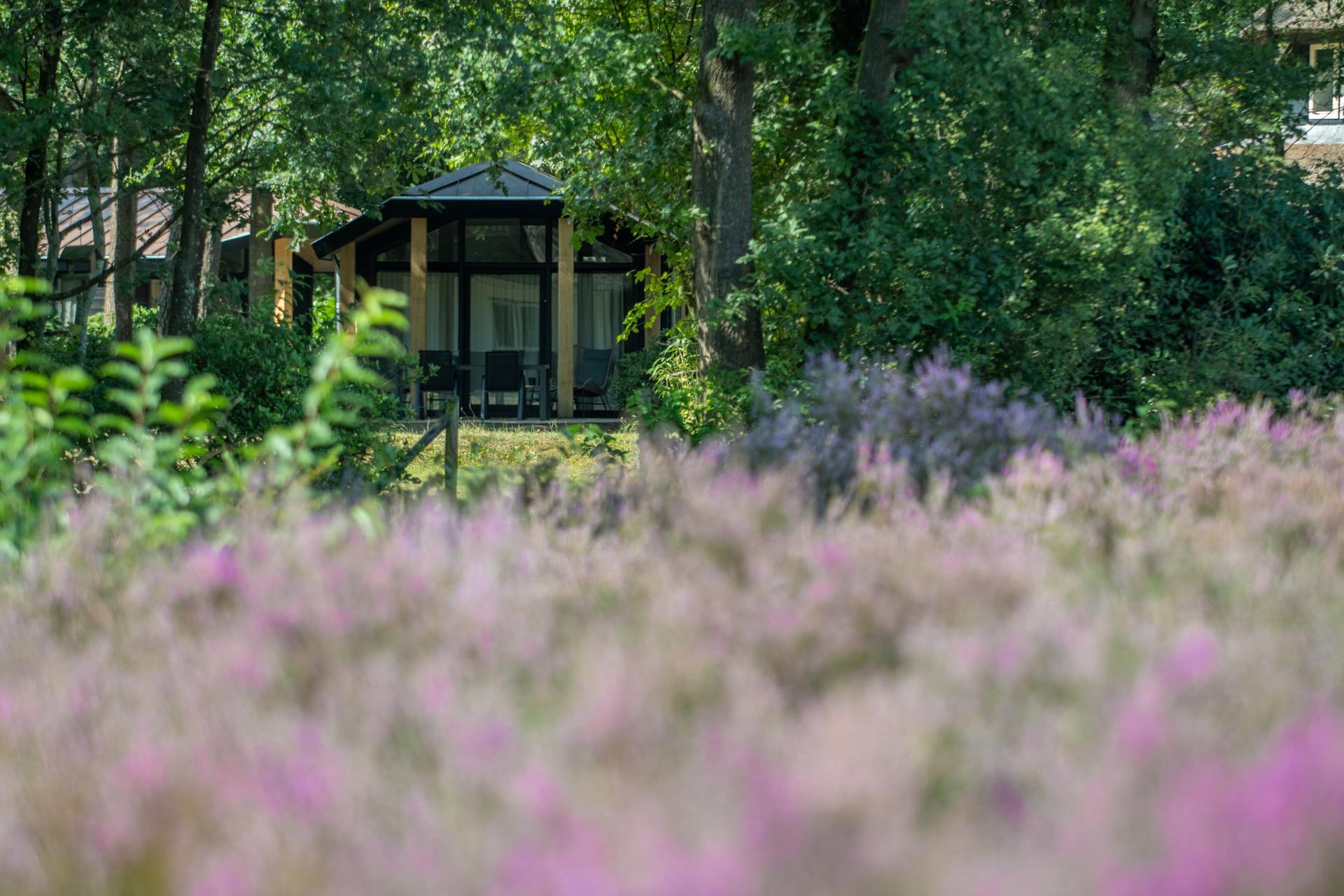 Type Veluwe heide