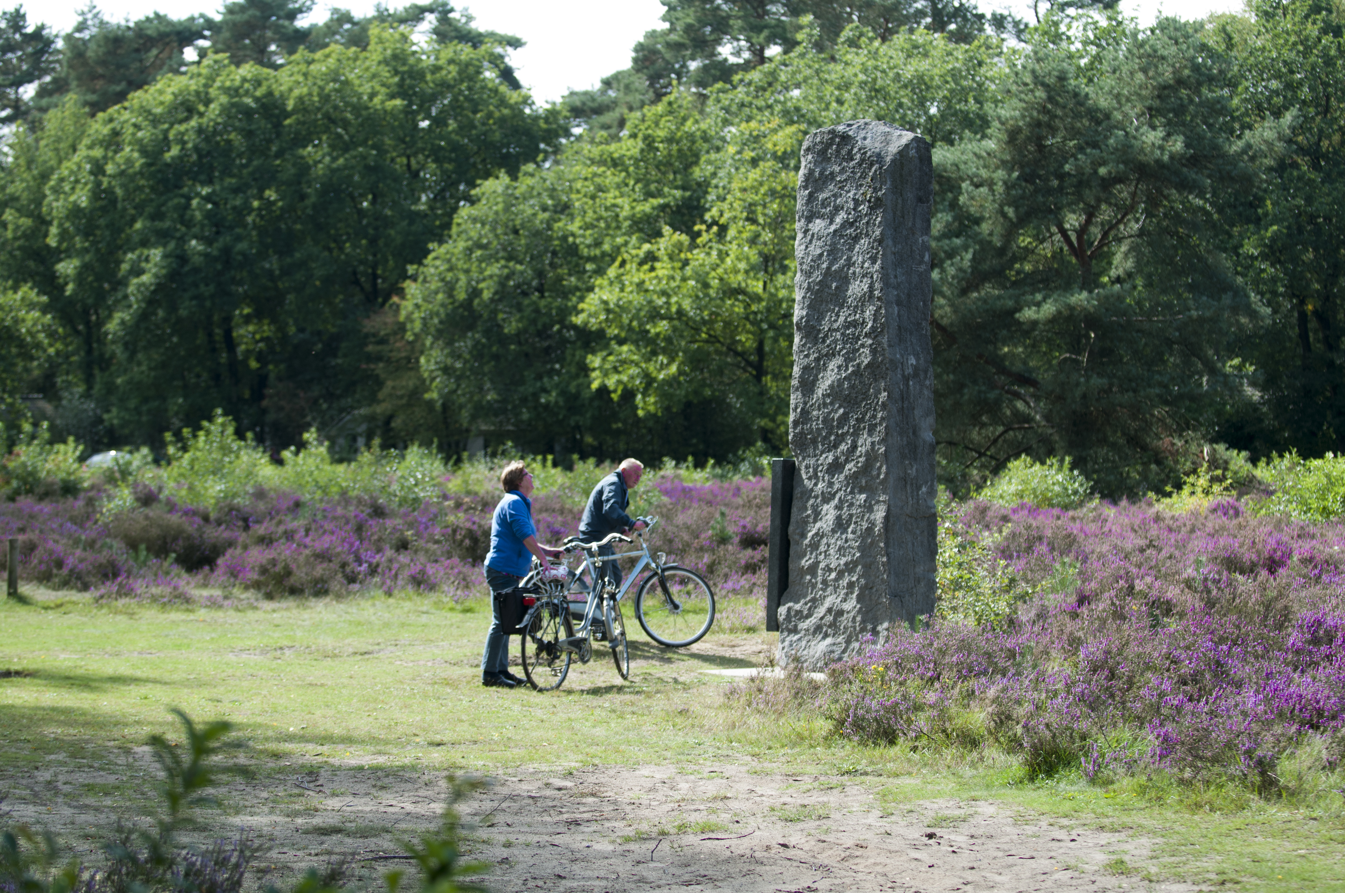 Heideveld omgeving natuur fietsen